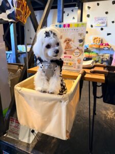 Chocorinに試乗する様子